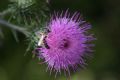 Halictus scabiosae